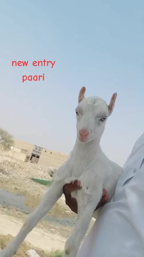 @Asif salad wala