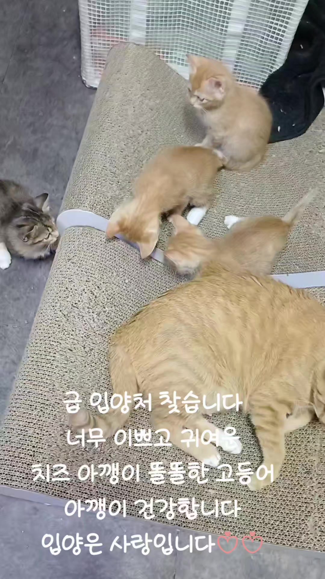@🩵냥냥이하우스 13냥3멍💜