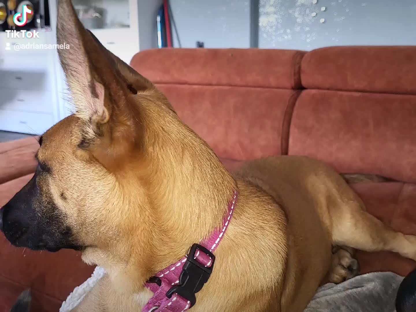 @Poppy Malinois, Korina & 🤡