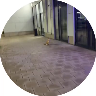 @агни мяу
