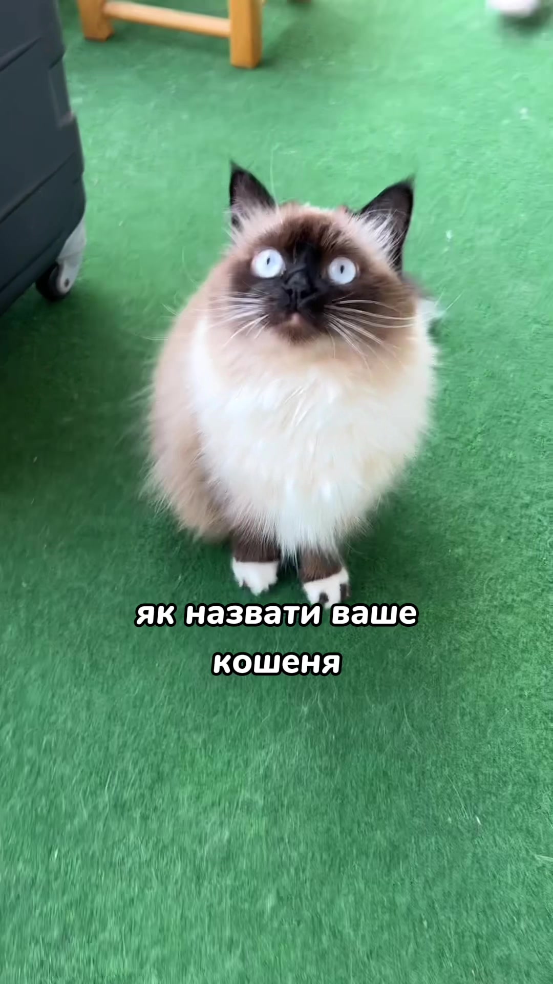 @Місс КІСЯ