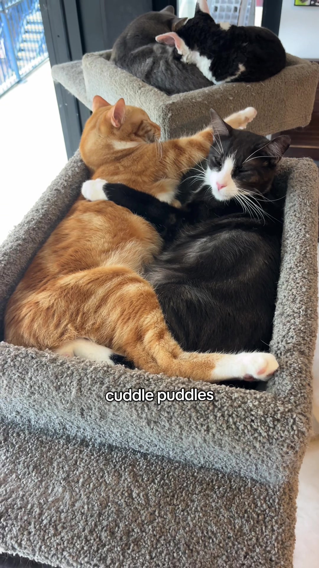 @crazycatcafe