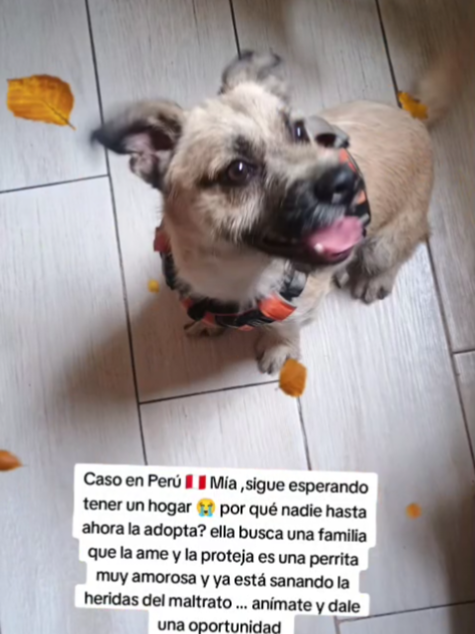 @Perritos Voladores