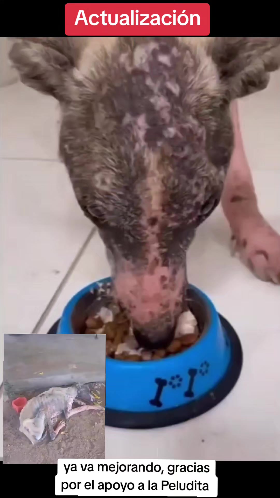 @Asoc. Peluditos