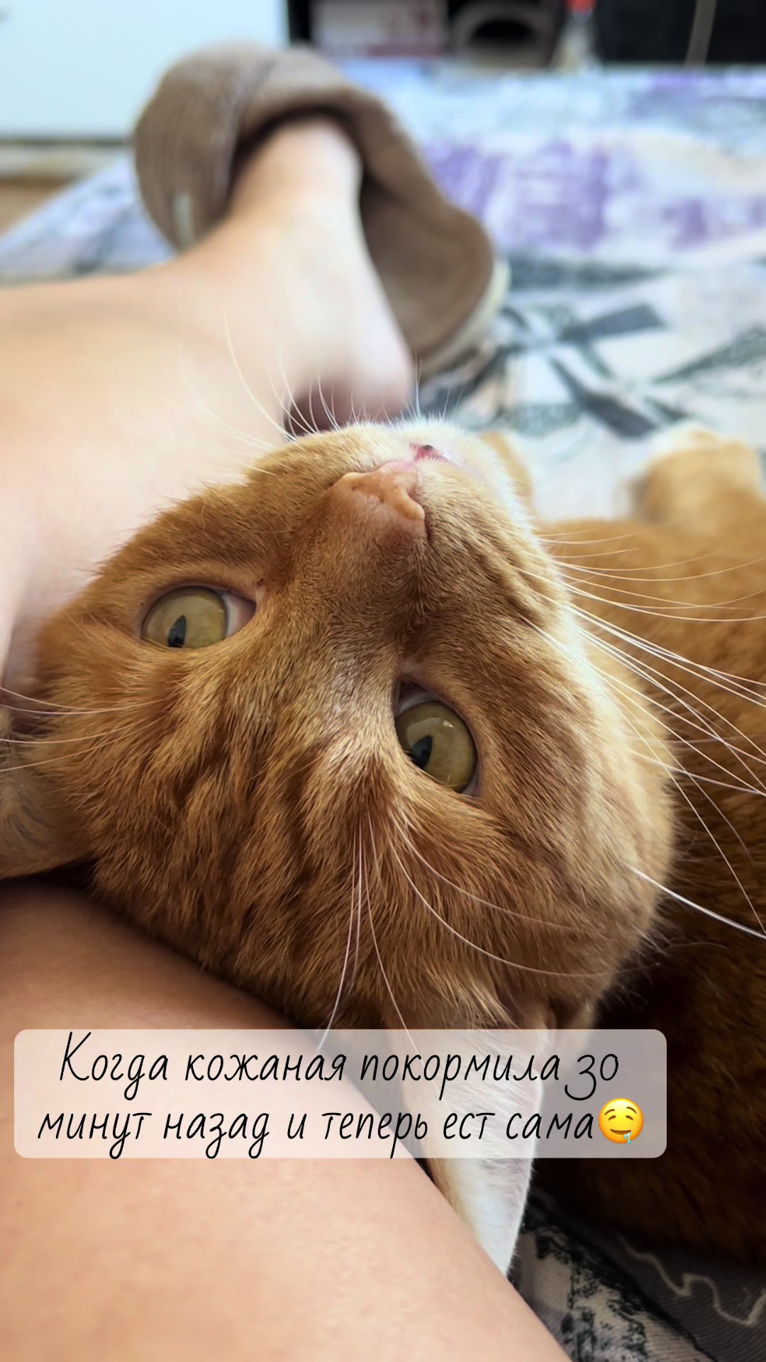 @Оля & Co🐈⬛🐈
