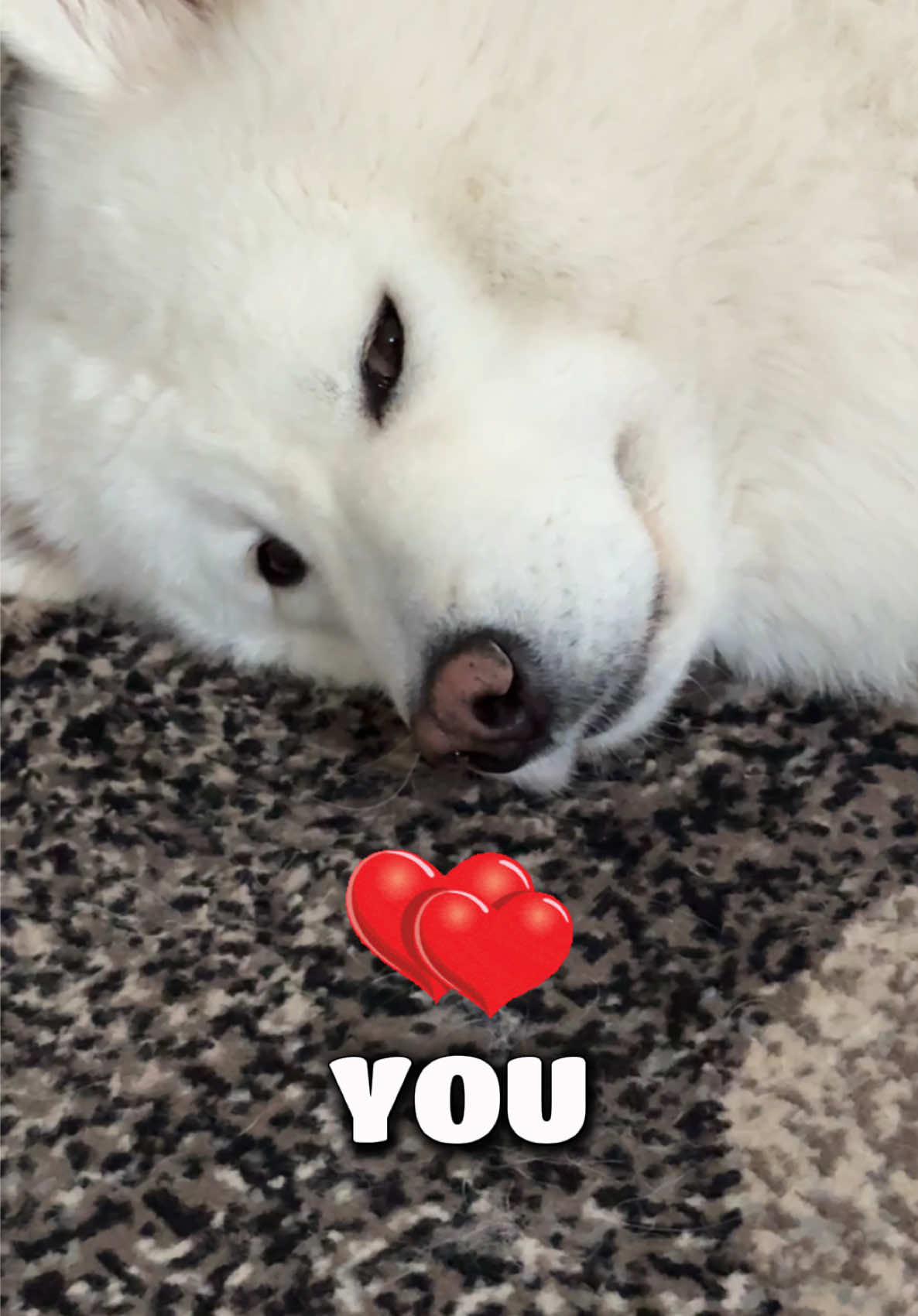 @Koda
