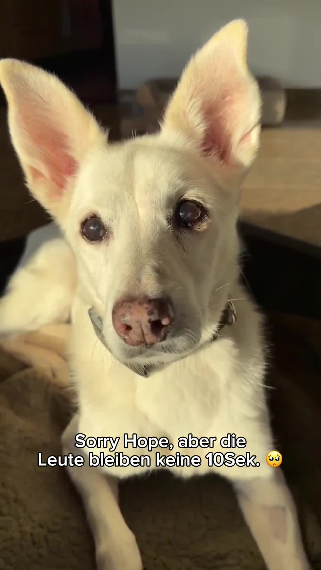 @SpecialDogs e.V.