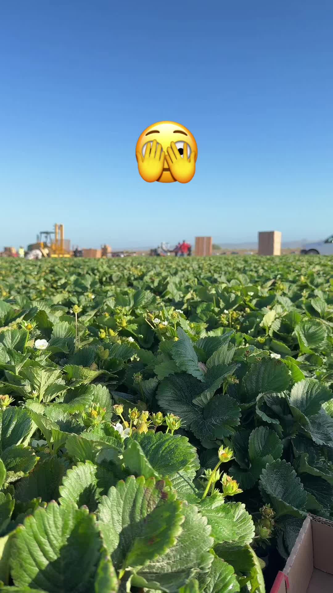 @luz Altamirano