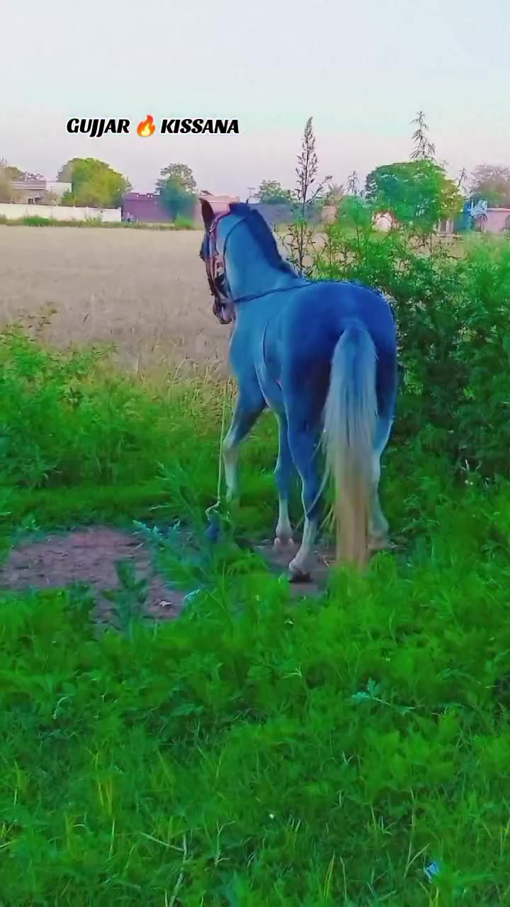 @𝐆𝐔𝐉𝐉𝐀𝐑 𝐊𝐈𝐒𝐒𝐀𝐍𝐀55