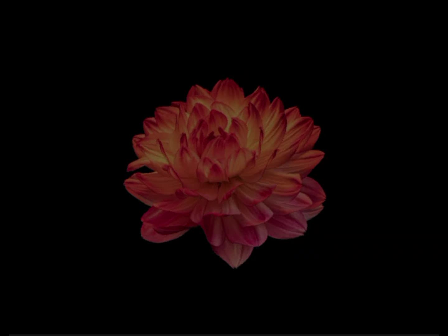 @ARLYRICS