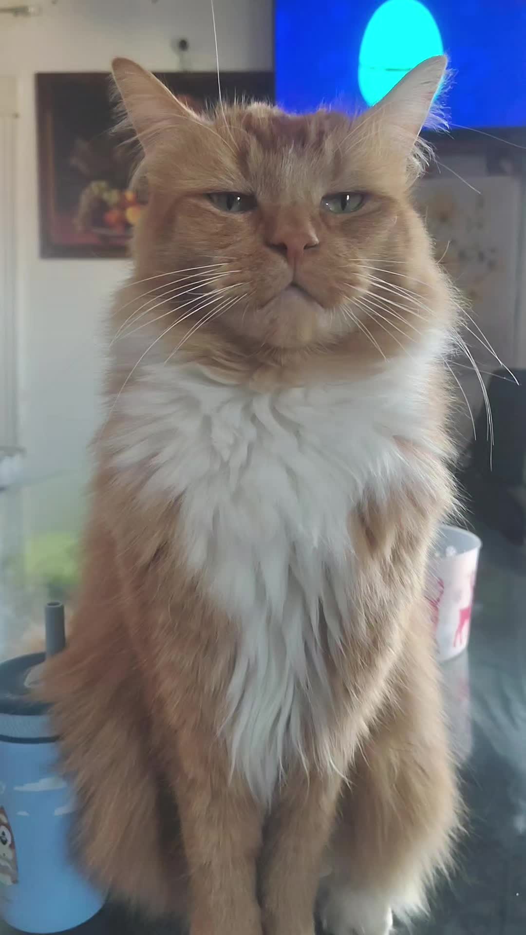 @Simba😽