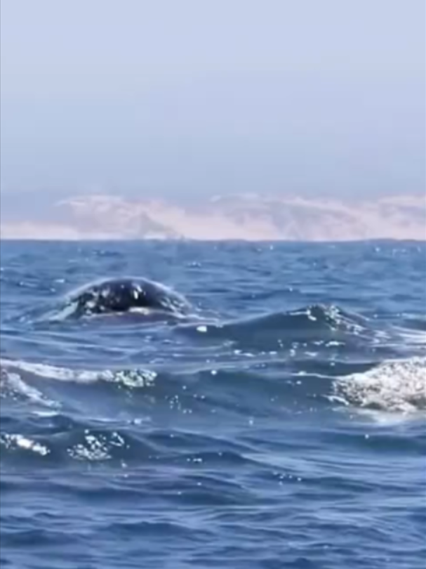 @Mundo dos Animais