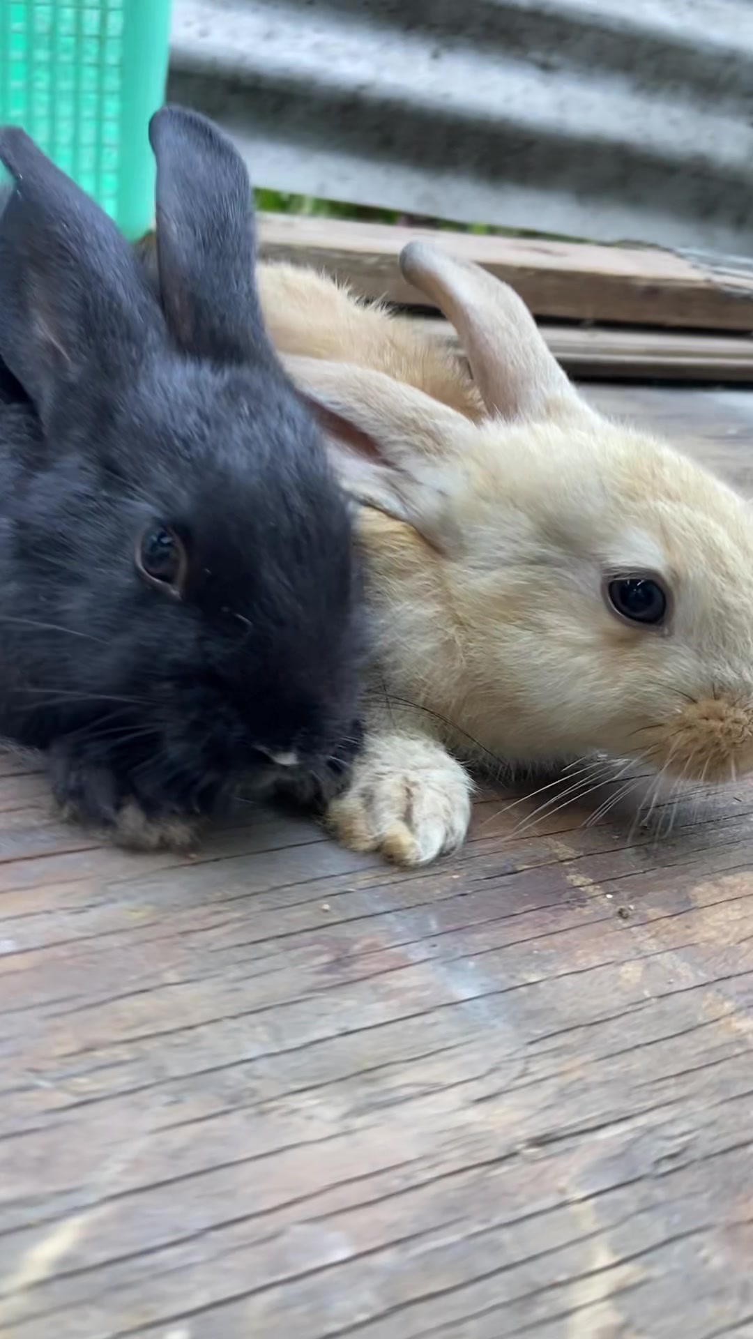 @HappyHoppersRabbitry
