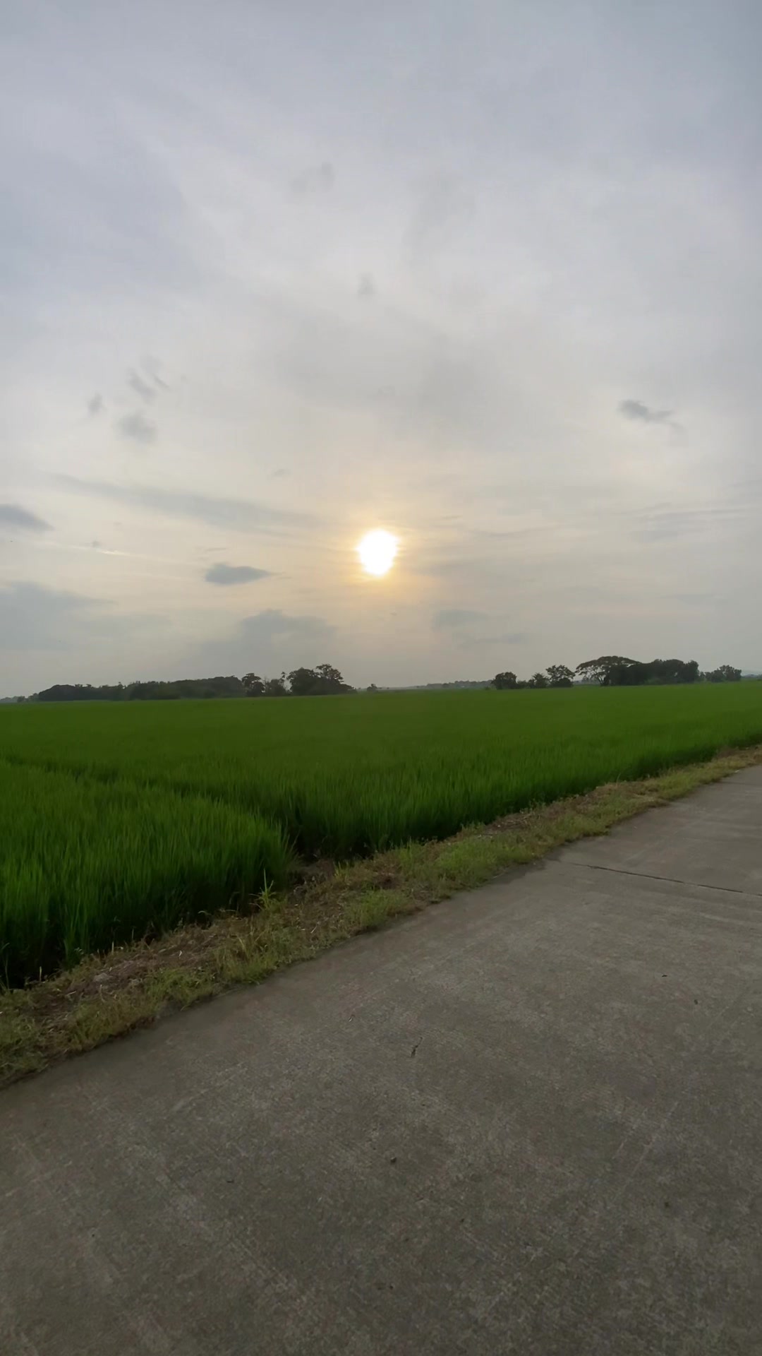 @sunlitsanctuary