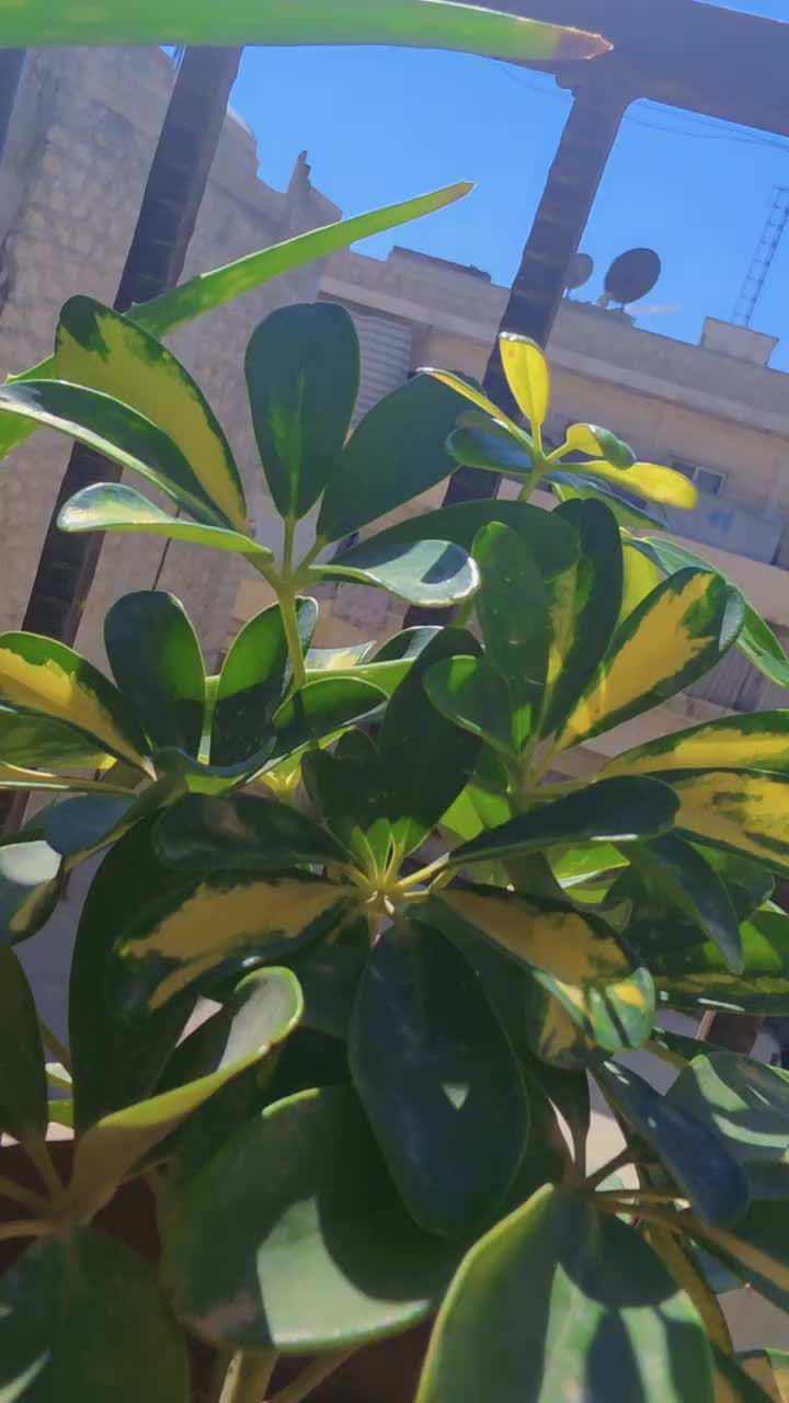 @حْوْرْ آلْعْيْنْ.