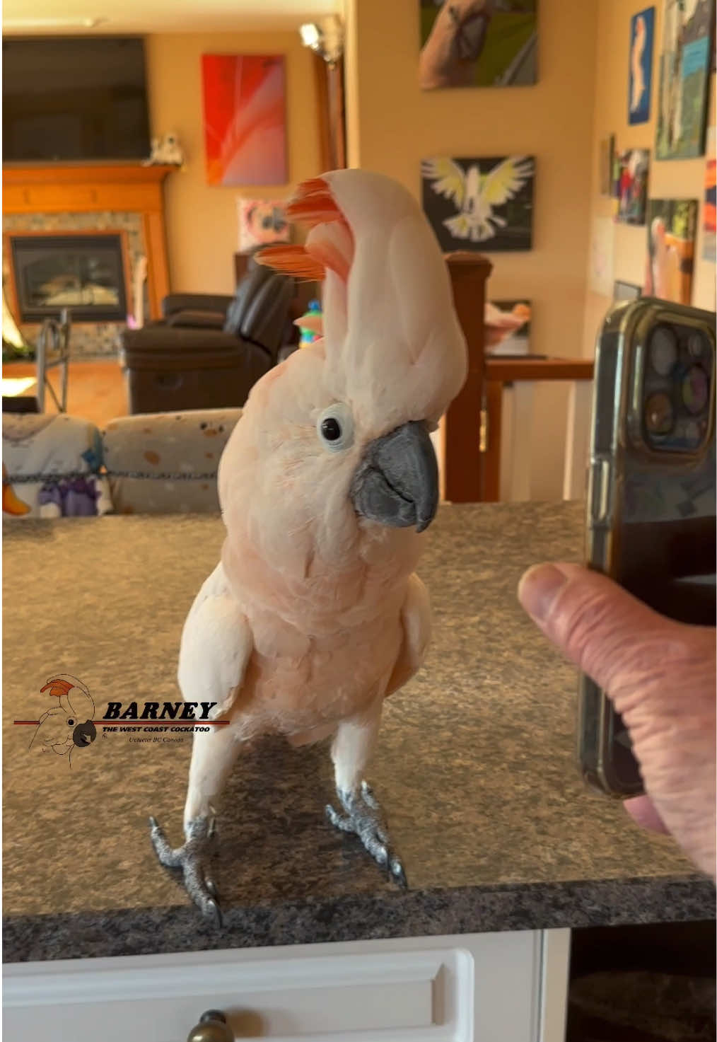 @Barney the West Coast Cockatoo