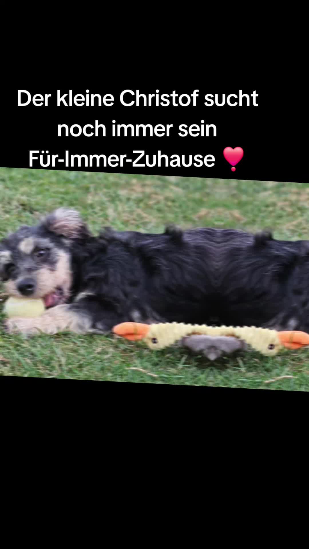 @❣️Chihuahua Benji best Dog❣️
