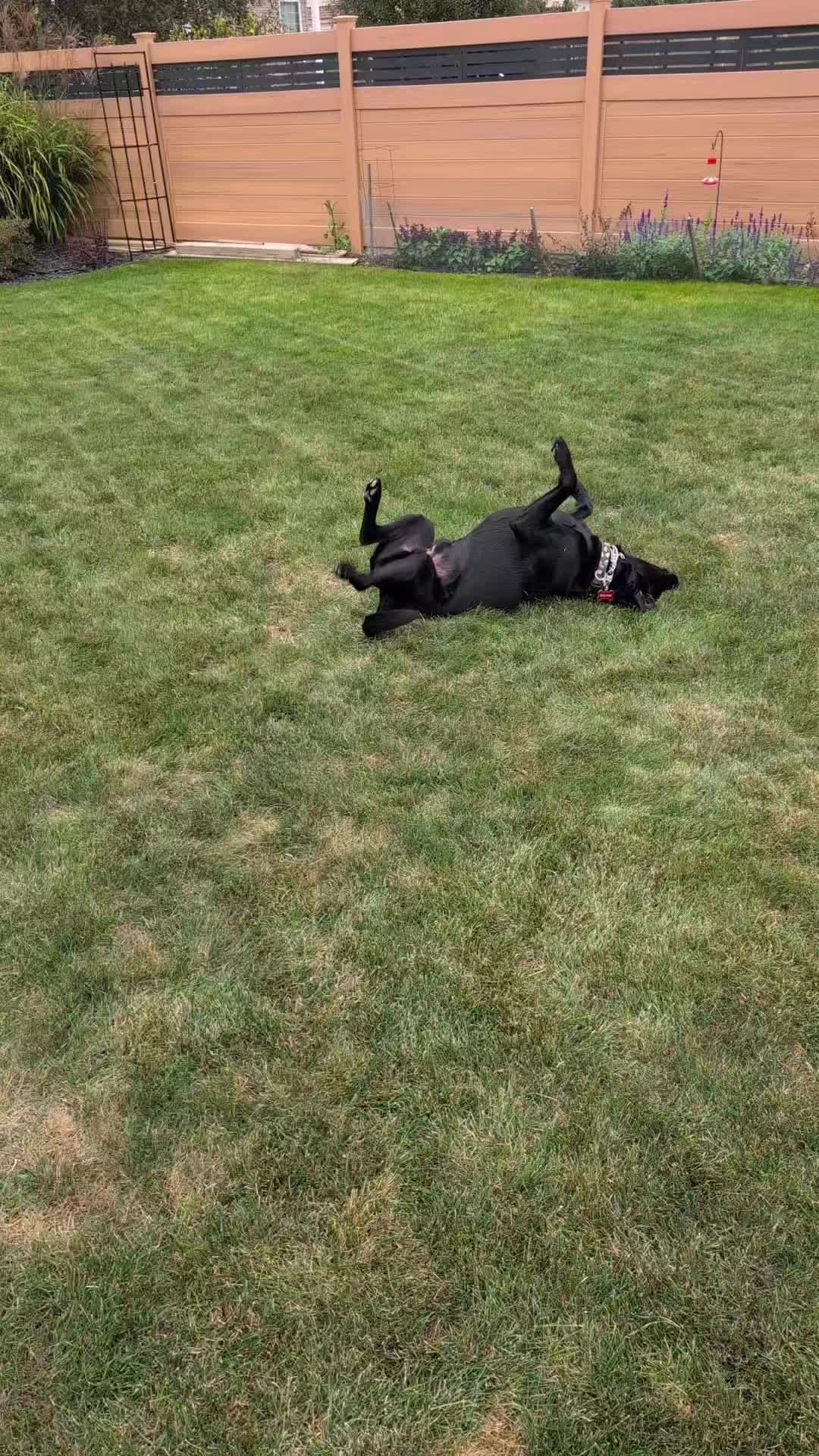 @AwesomeDogHandlingDude