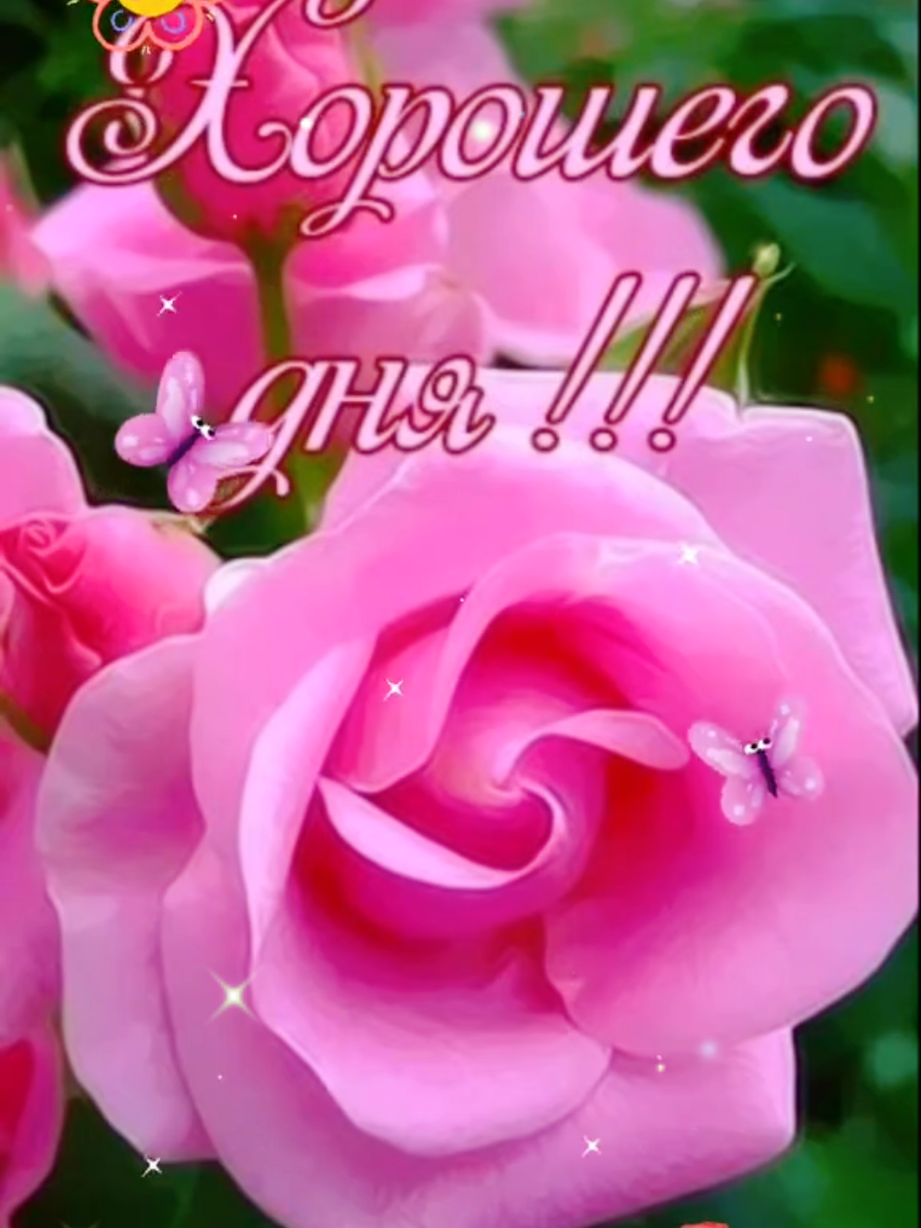 @🌸CvetocheK🌸