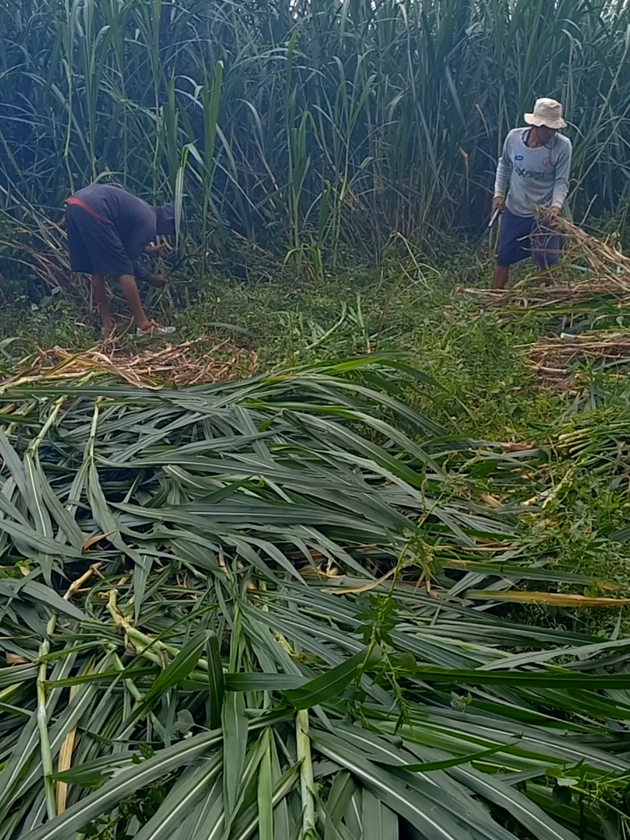 @MULYO JOYO FARM