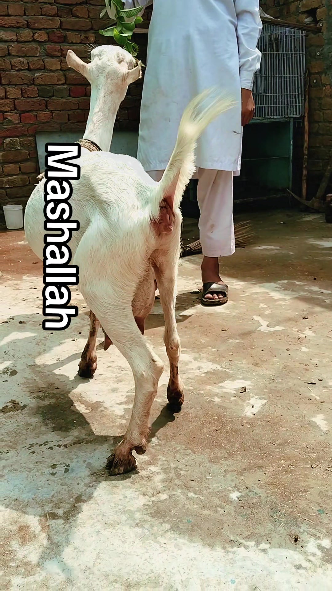 @M Mubashir Khan