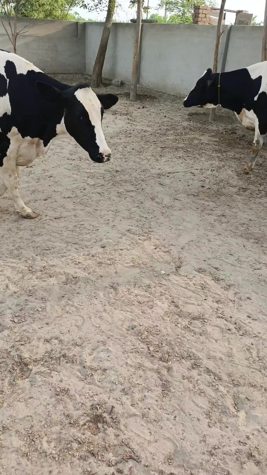 @Usmandairyfarmlayyah