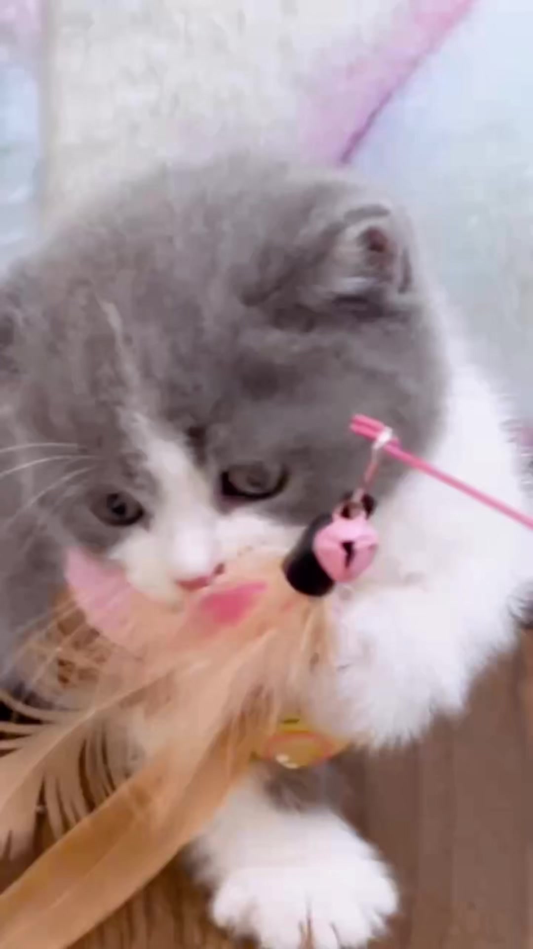 @fuyncats