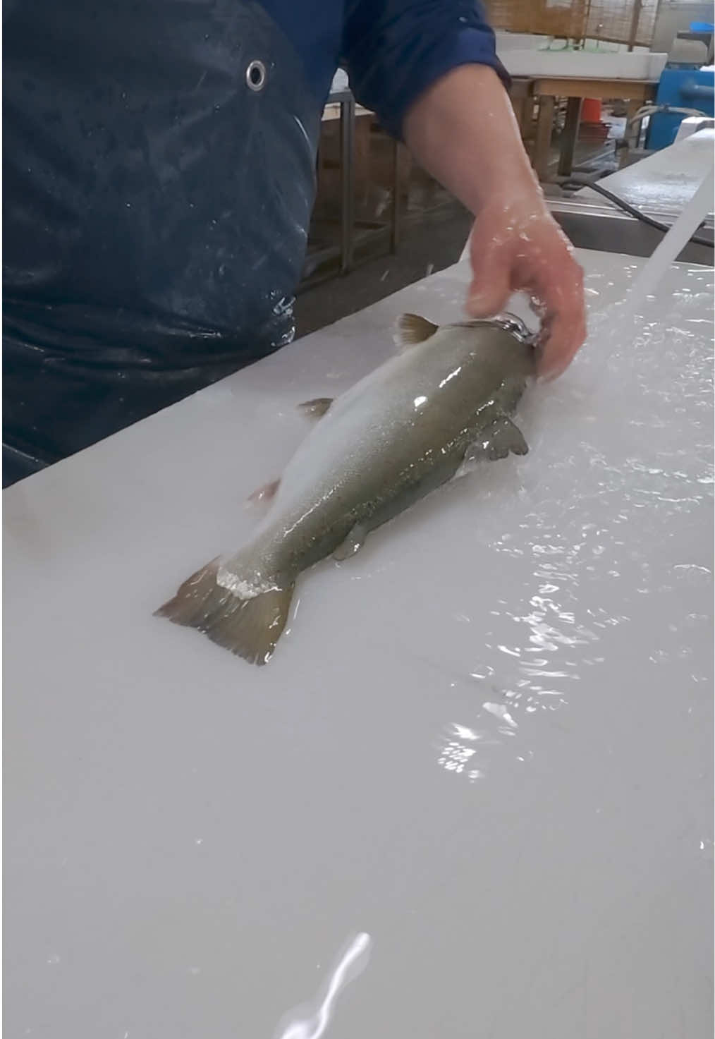 @鳴門魚市のサブ垢