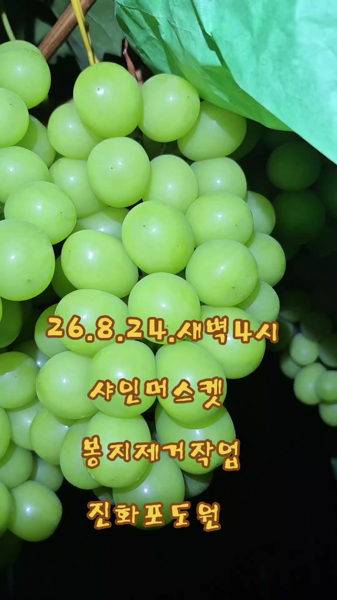 @진화포도원
