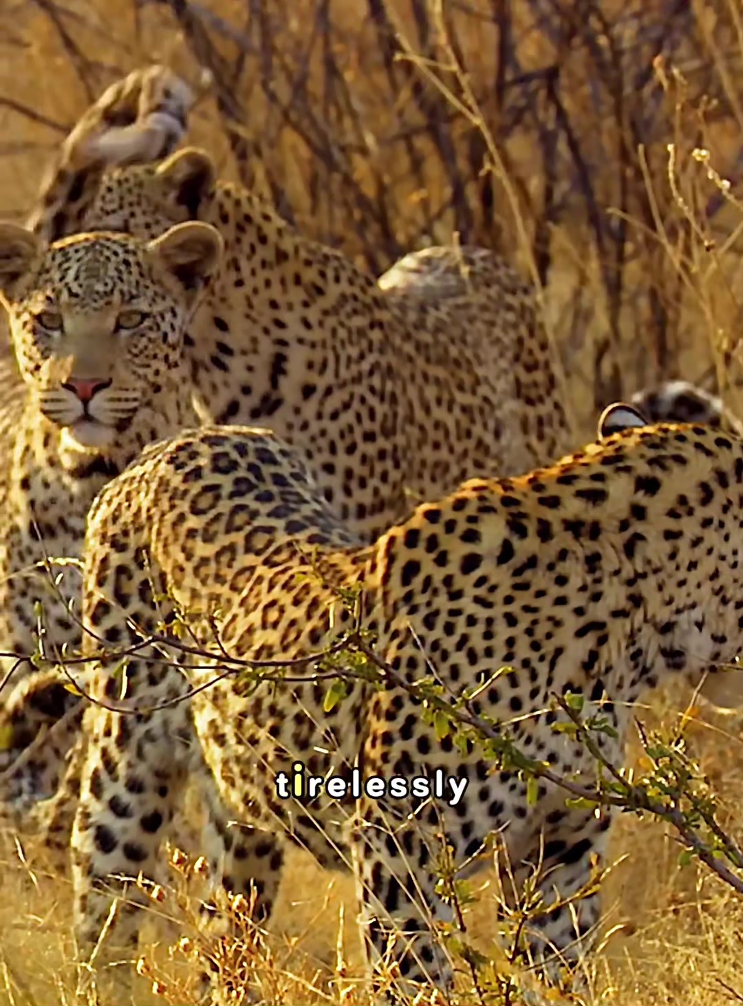 @look animals