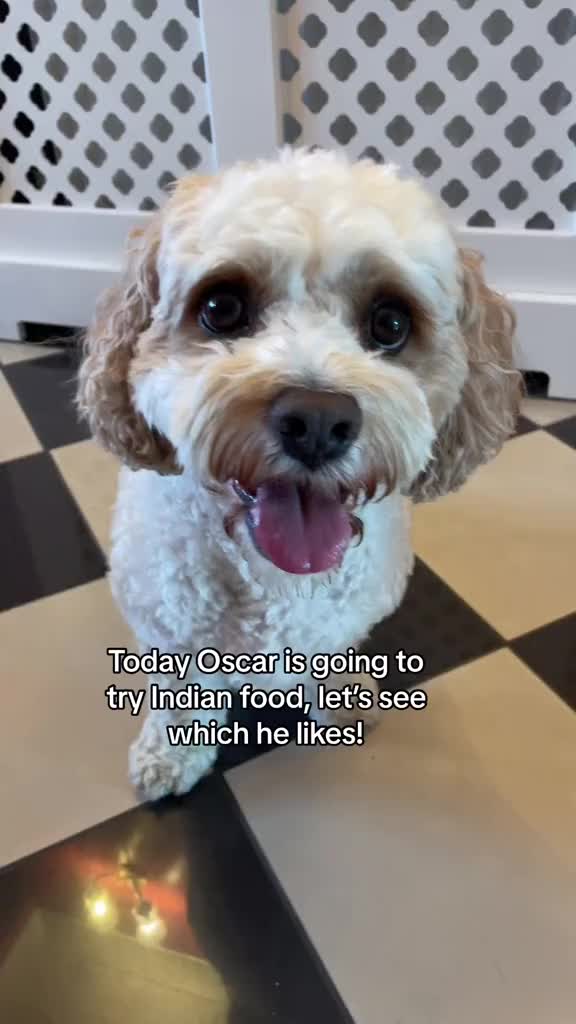 @My Cavachon
