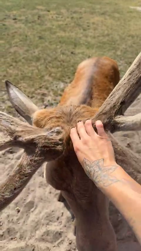 @chrissy.animal.life