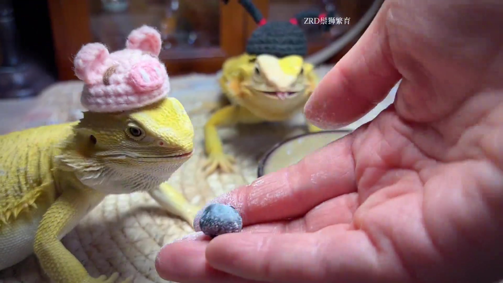 @ReptileHavenUS