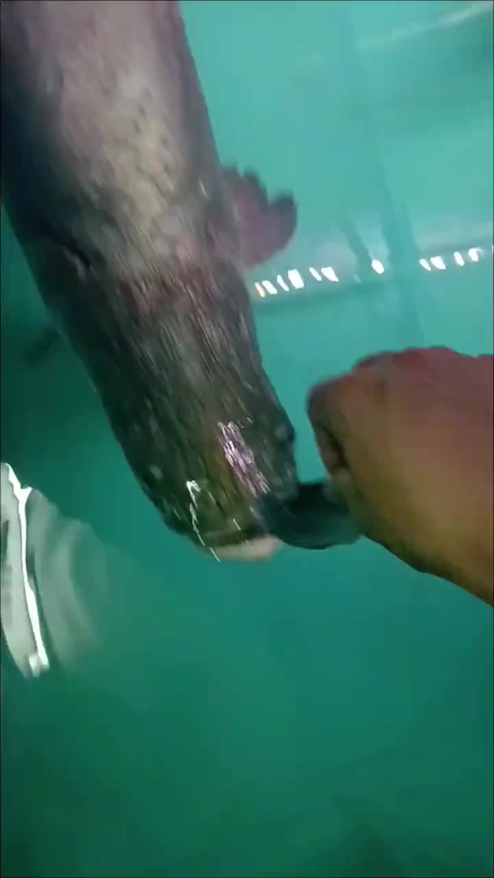 @Monsterfishkeeper