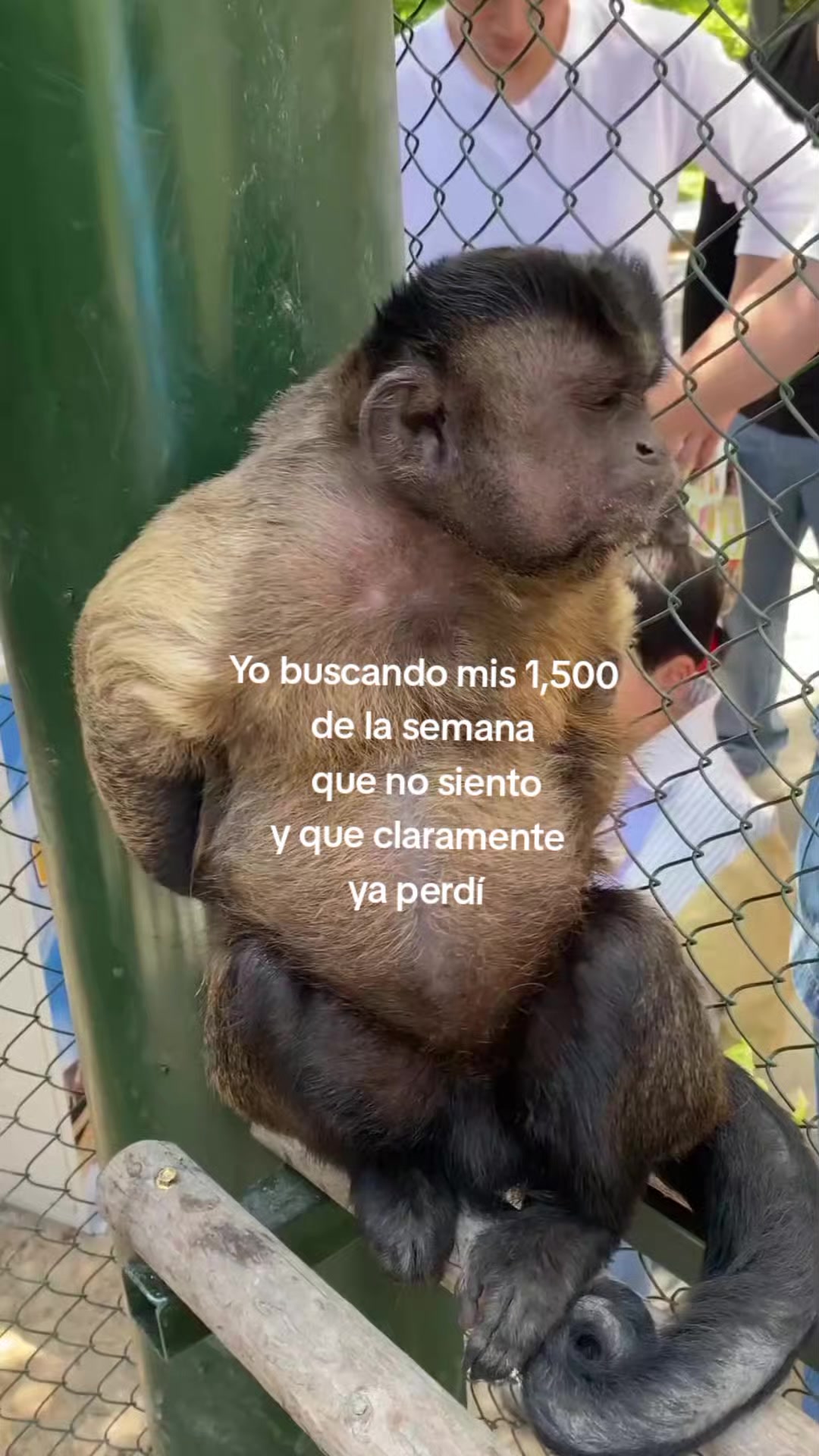 @chamoy