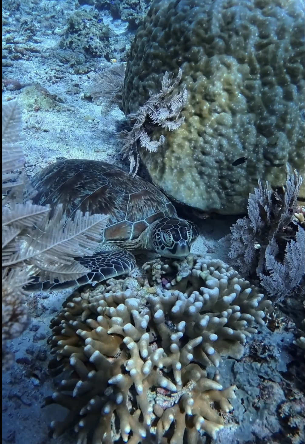 @Oceangalz