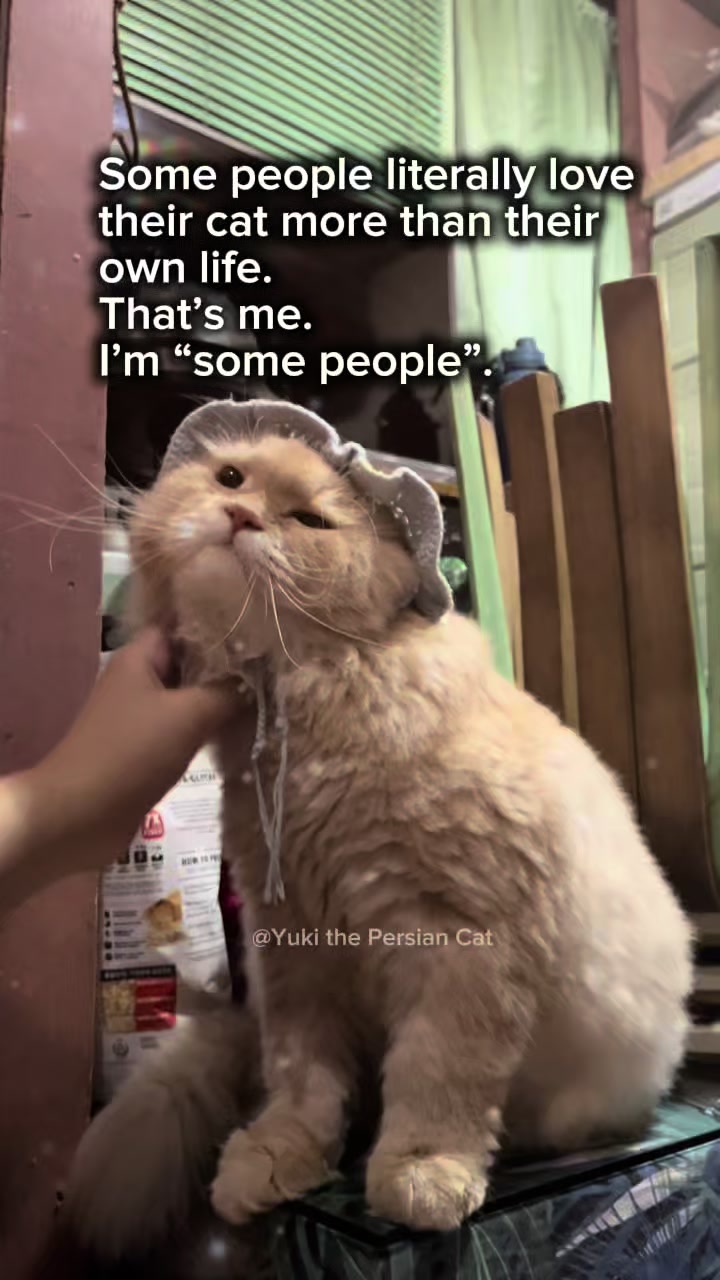 @Yuki the Persian Cat
