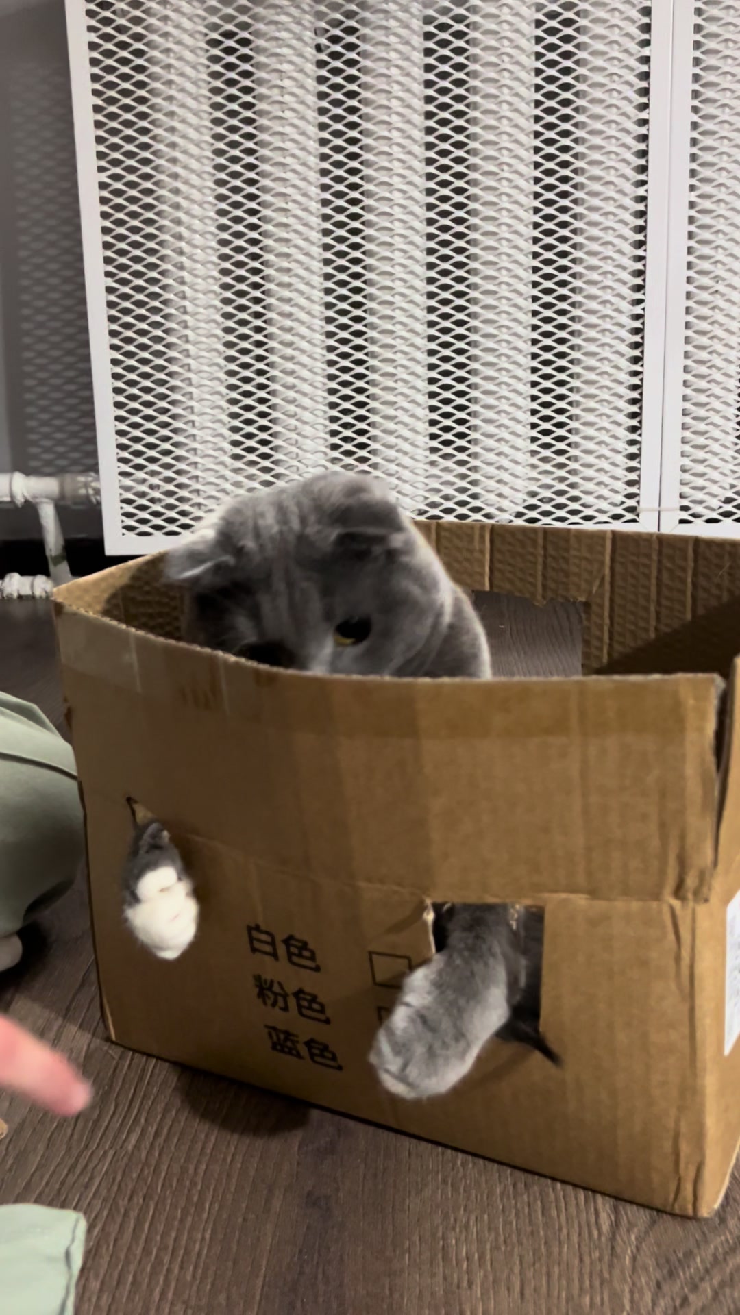 @Оля & Co🐈⬛🐈