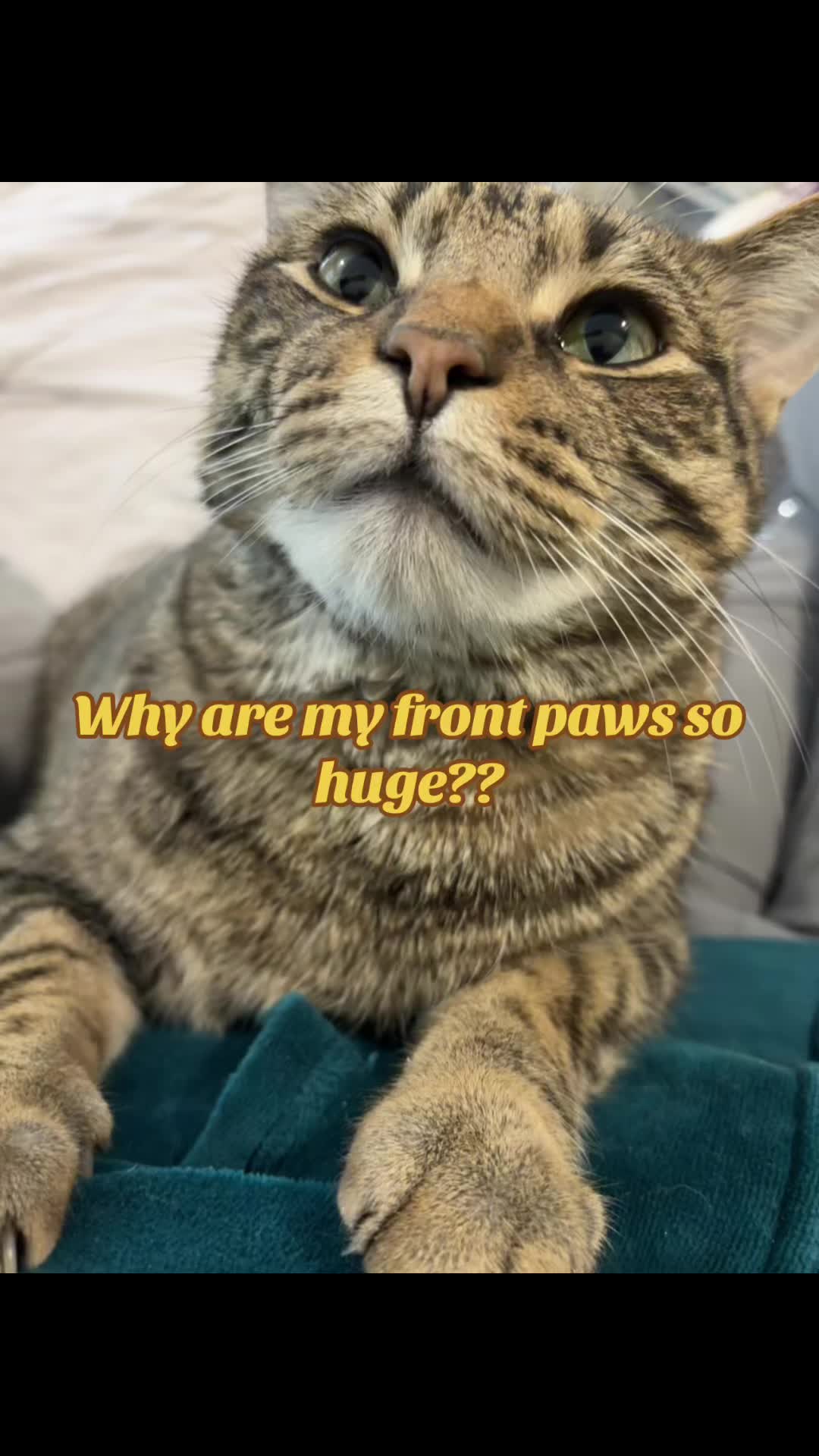 @LifeofRileyMeow