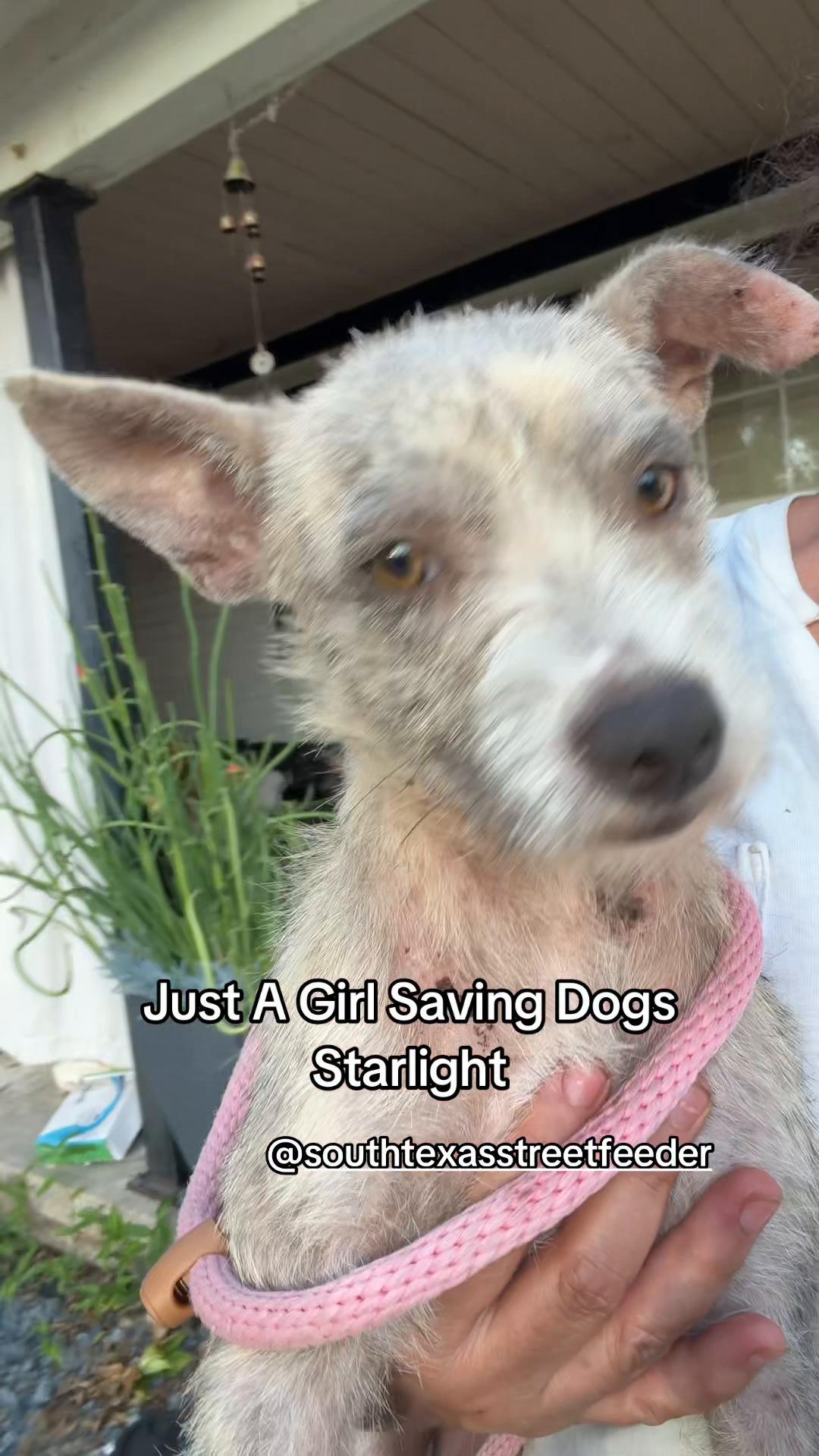 @Just A Girl Saving Dogs