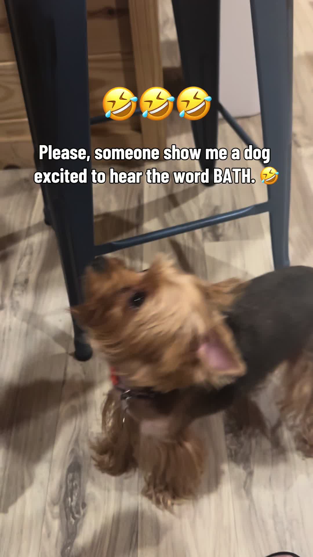 @newyorkiebymilo