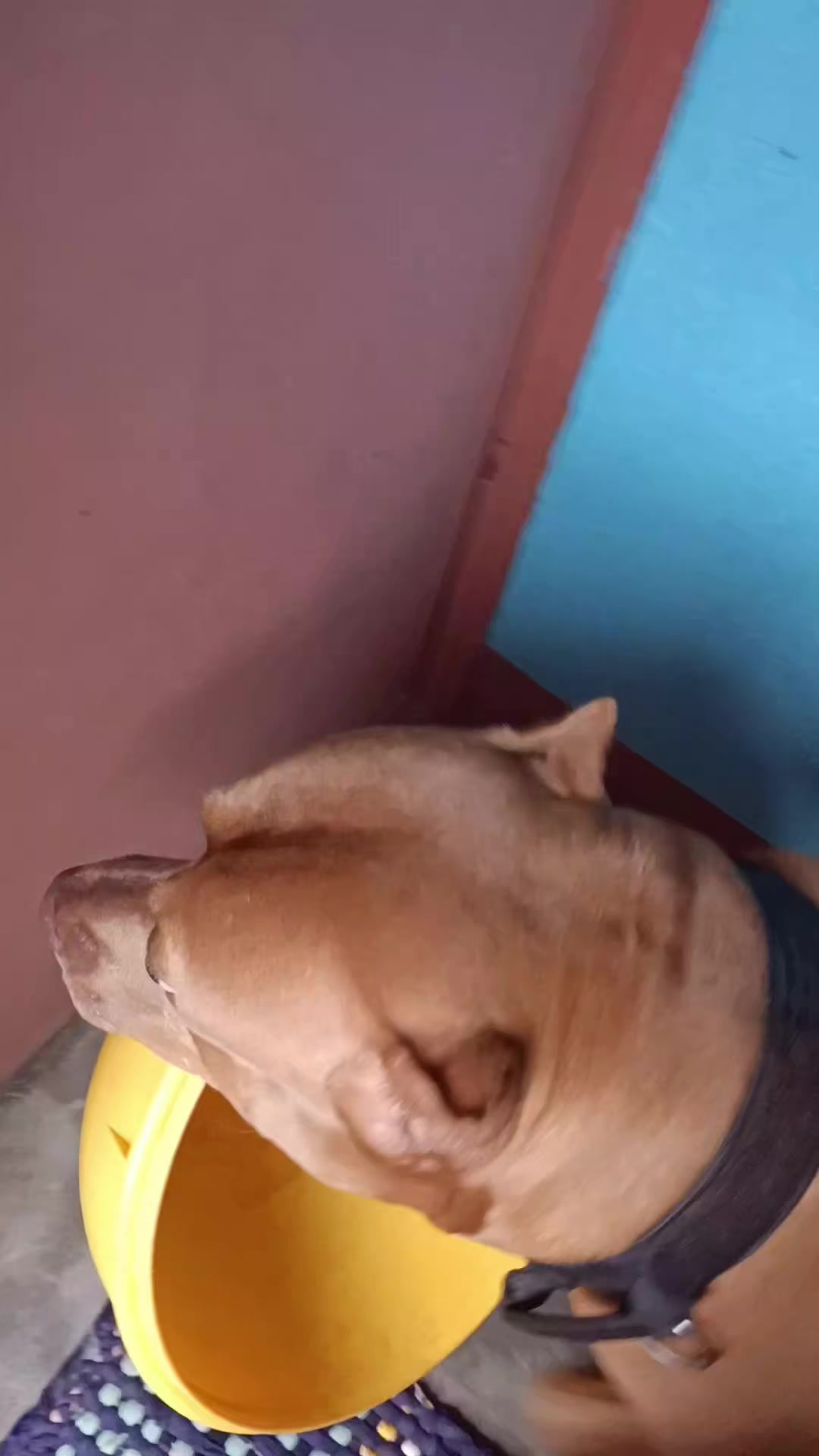 @ISKO THE PITBULL