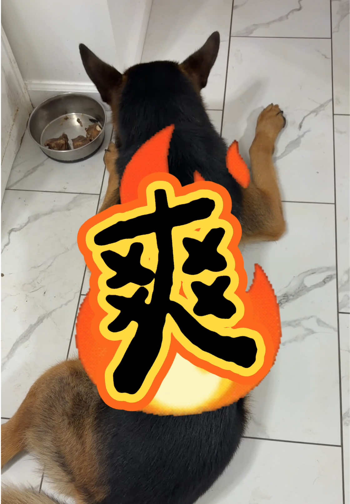 @Ginger-金橘德牧