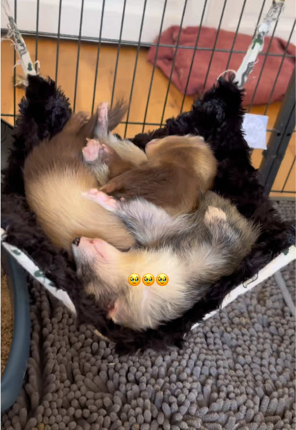 @Tsuki et Toka