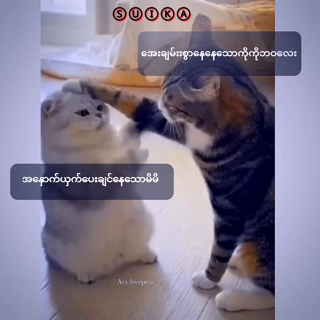 @Ⓢⓤⓘⓚⓐ