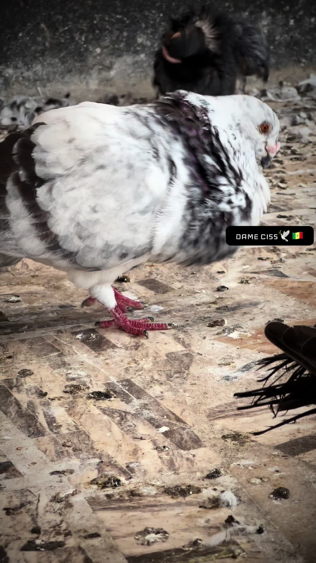 @DAME CISS🕊️🇸🇳