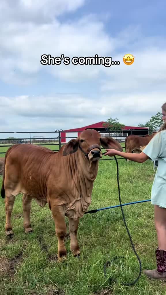 @The V6 Ranch
