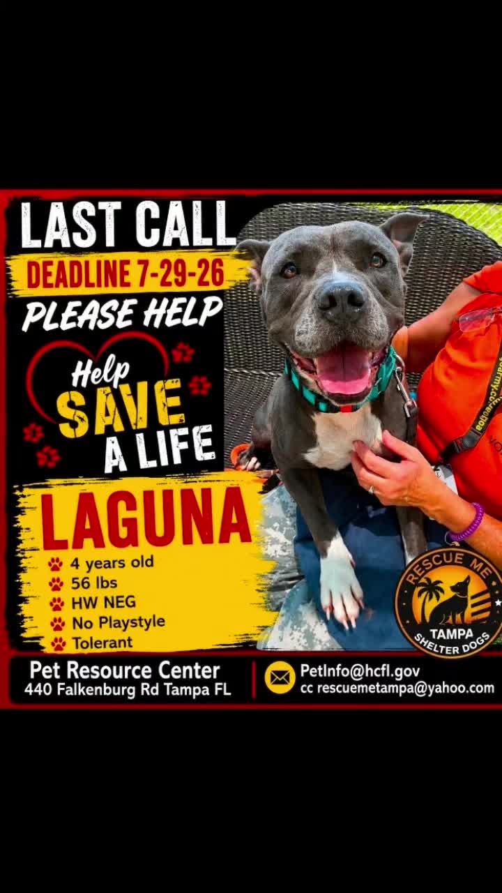 @RescueMeTampa-ShelterDogs