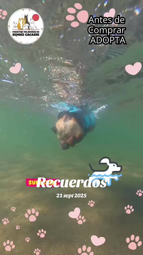 @Perritos Voladores