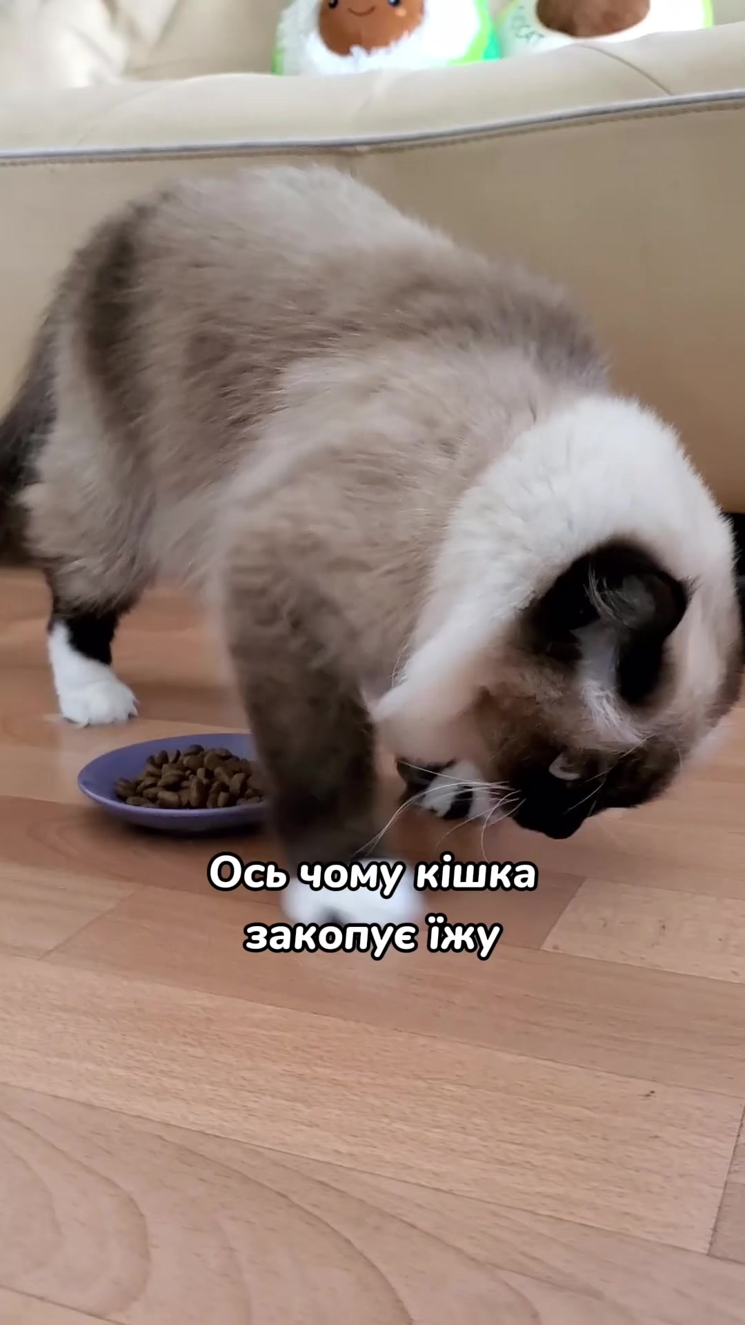 @Місс КІСЯ